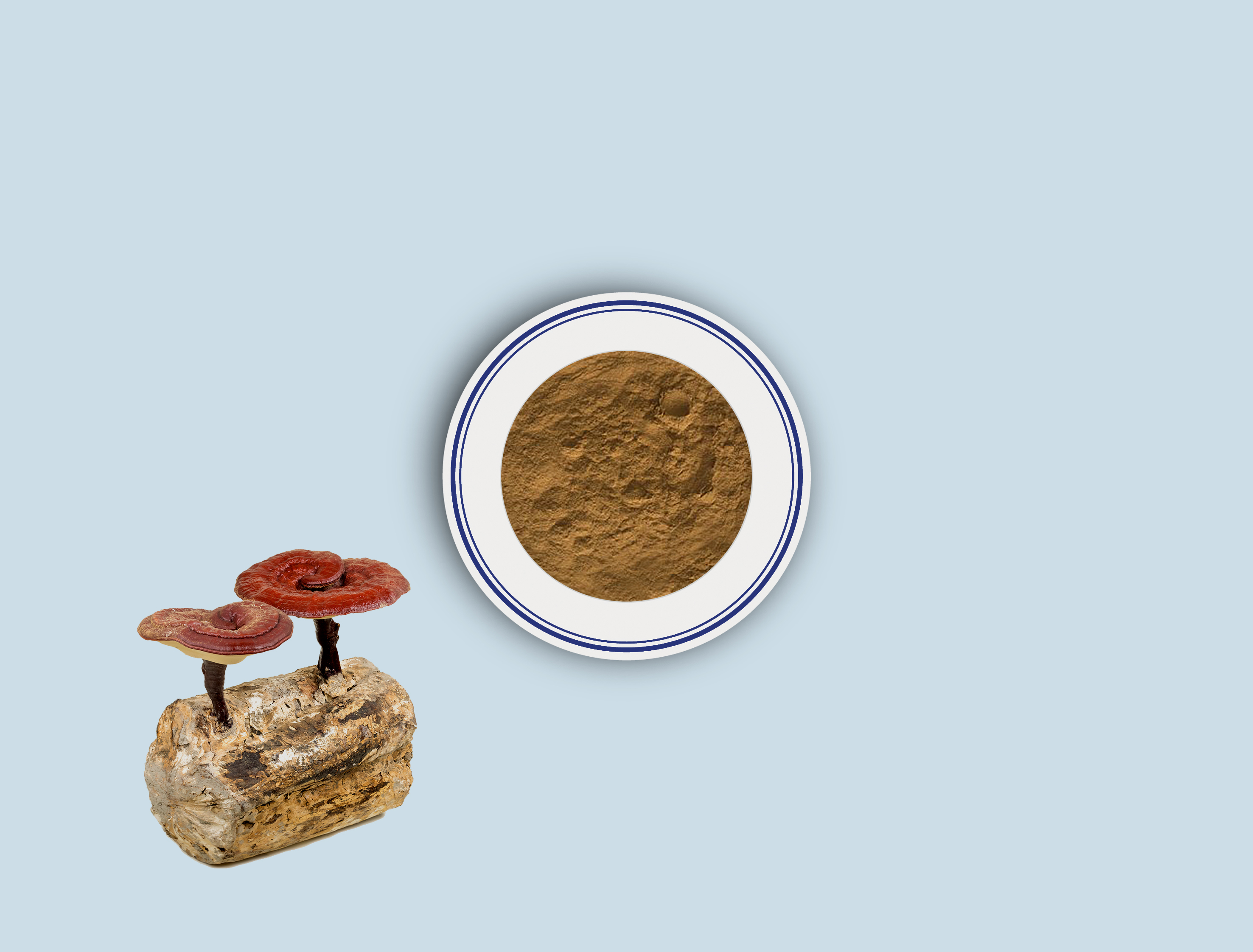 B-Lingzhi/Reishi powder&extract